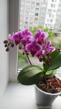 Первое цветение