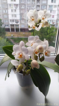 Мультифлора