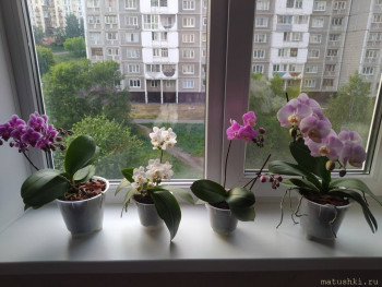 Орхидеи. - IMG_20230702_203623.jpg