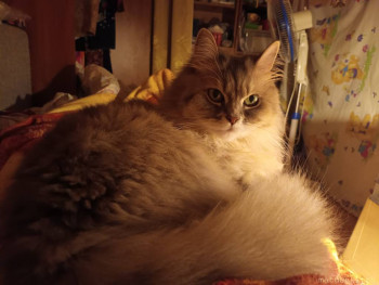 Любимая кошатинка  - 20230813_204548.jpg