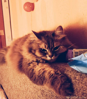 Любимая кошатинка  - PSX_20230805_145356.jpg