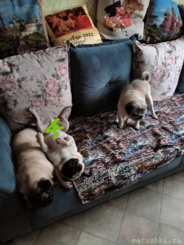 Мои домашние животные  - IMG_20231123_103154.jpg