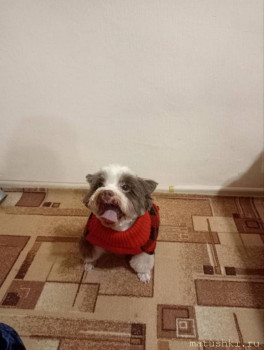 Мои домашние животные  - IMG_20231122_193811_991.jpg