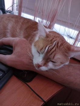 Мои домашние животные  - IMG_20231126_105734_948.jpg