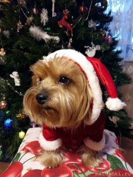 Мои домашние животные  - 20201230_160234.jpg