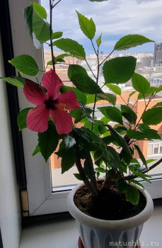 Наши цветы 2 - 20240414_154653.jpg