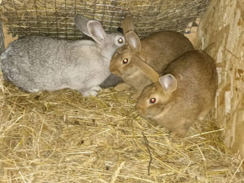 Сельское хозяйство по полной - IMG-20240401-WA0054.jpg