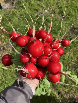 Наша дача - IMG_0393.jpeg