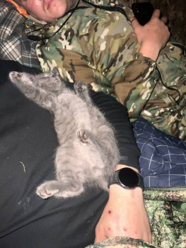 Любимая кошатинка  - IMG_20240812_101157_684.jpg