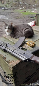 Любимая кошатинка  - IMG_20240812_101129_637.jpg