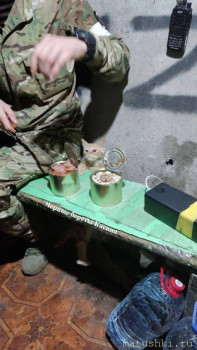 Любимая кошатинка  - IMG_20240812_101152_004.jpg