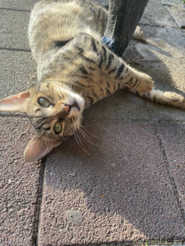 Любимая кошатинка  - IMG_8110.jpeg