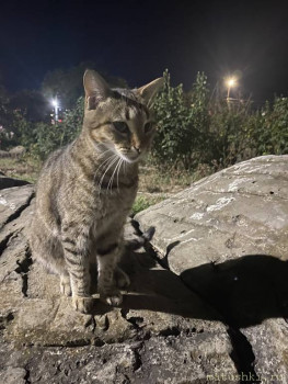 Любимая кошатинка  - IMG_8308.jpeg