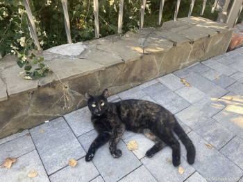 Любимая кошатинка  - IMG_8184.jpeg