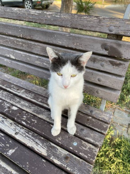 Любимая кошатинка  - IMG_8395.jpeg