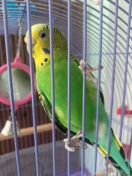 Я потеряла своего питомца  - IMG_8468.jpeg