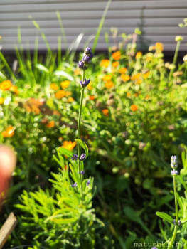 Наши цветы 2 - IMG_20240820_163215.jpg