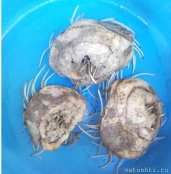 Наши цветы 2 - СВЕРХУ.jpg