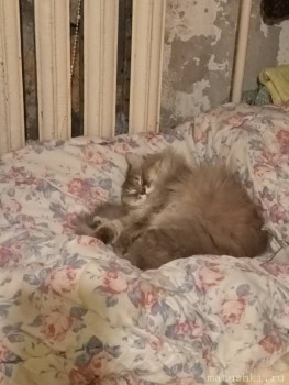 Любимая кошатинка  - 20240812_155602.jpg