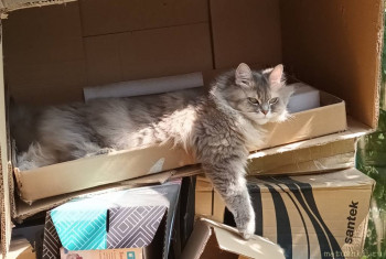 Любимая кошатинка  - 20240727_104915.jpg