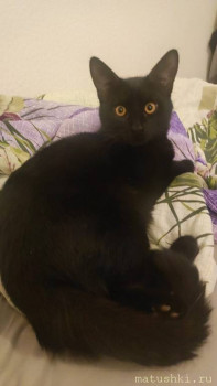 Любимая кошатинка  - a16a4d5a-3ca1-47e7-990b-a84924a02225.jpg