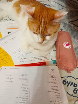 Любимая кошатинка  - IMG_20241204_224036.jpg