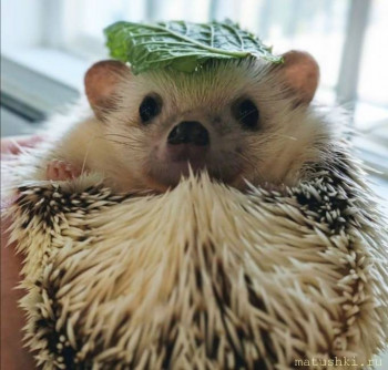 А что у нас с погодой? -6 - IMG_20241209_182605.jpg