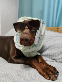 Придется завести собаку... - IMG20241210145614.jpg