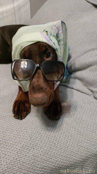 Придется завести собаку... - IMG20241210145538.jpg