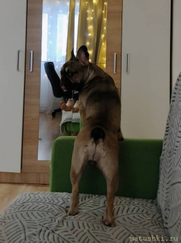 Придется завести собаку... - IMG_20241210_140537.jpg