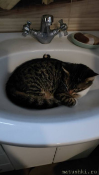 Любимая кошатинка  - IMG20241211152943.jpg