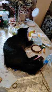 Любимая кошатинка  - IMG20241211153004.jpg