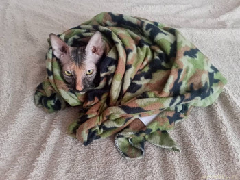 Любимая кошатинка  - IMG20241212104909.jpg