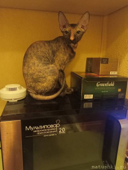 Любимая кошатинка  - IMG20241215212922.jpg