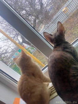 Любимая кошатинка  - IMG20241202102041.jpg