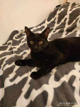 Любимая кошатинка  - IMG_20241228_172803.jpg