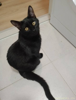 Любимая кошатинка  - IMG_20241229_131657.jpg