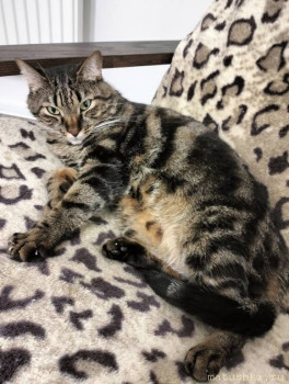 Любимая кошатинка  - IMG20241229190320.jpg