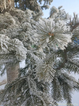 А что у нас с погодой? -6 - IMG_20241224_141350.jpg