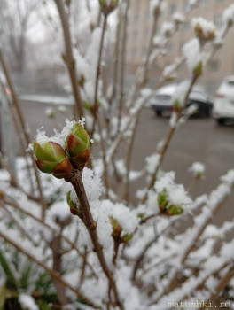 А что у нас с погодой? -6 - IMG_20250319_073033.jpg