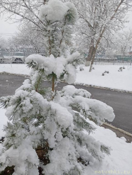 А что у нас с погодой? -6 - IMG_20250319_115011.jpg