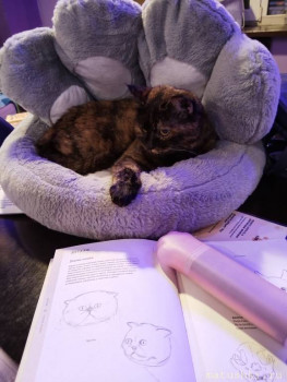 Любимая кошатинка  - IMG_20250326_212820.jpg