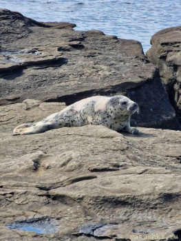 Новость дня-7. - IMG_20250330_183333_306.jpg