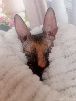 Любимая кошатинка  - IMG20250302120808.jpg