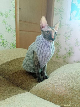 Любимая кошатинка  - IMG20250222085926.jpg