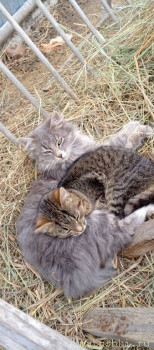 У меня теперь три-кота-ж  - IMG_20250402_140513_595.jpg