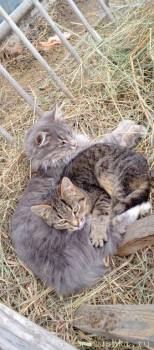 У меня теперь три-кота-ж  - IMG_20250402_140514_973.jpg