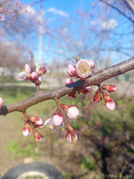 А что у нас с погодой? -6 - IMG20250404135843.jpg