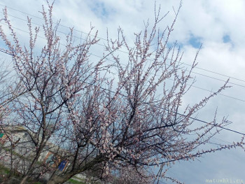 А что у нас с погодой? -6 - IMG20250405145158.jpg