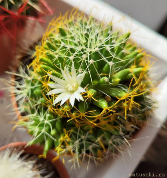 Наши цветы 2 - IMG_20250406_121115.jpg